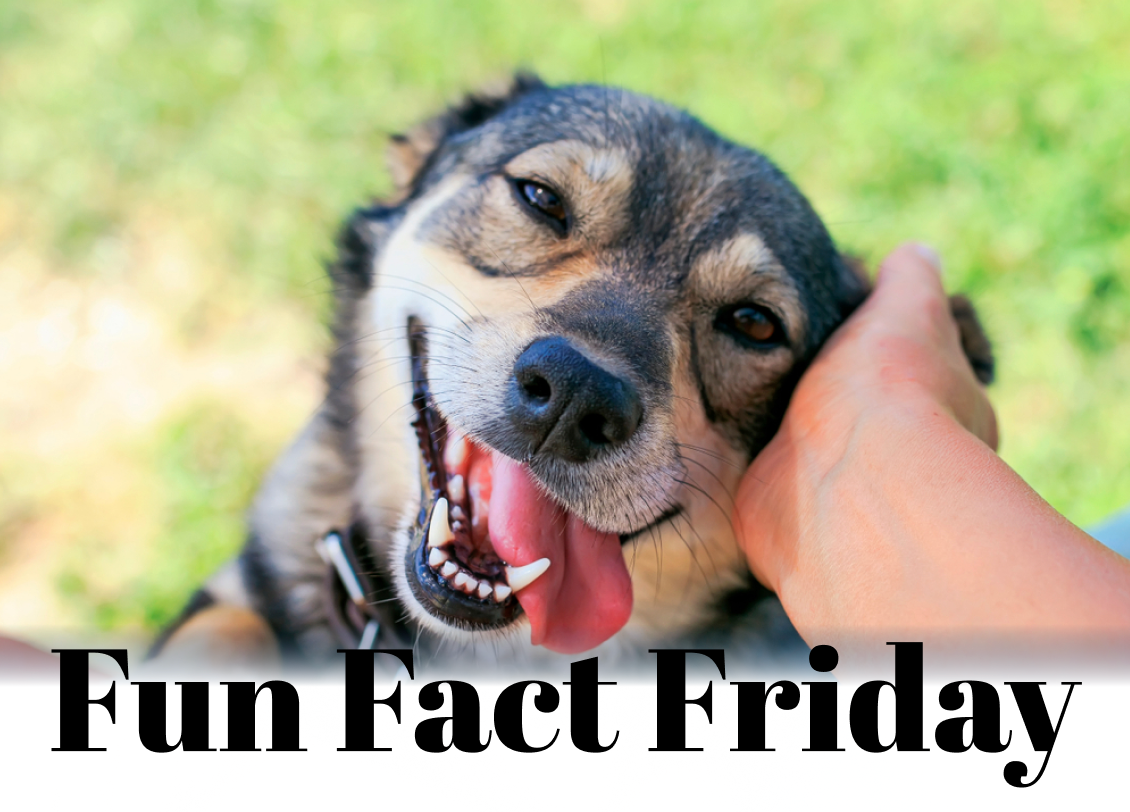 Fun Fact Friday: Surprising Pet Trends and Stats That’ll Make You Love Your Fur Baby Even More 🐾