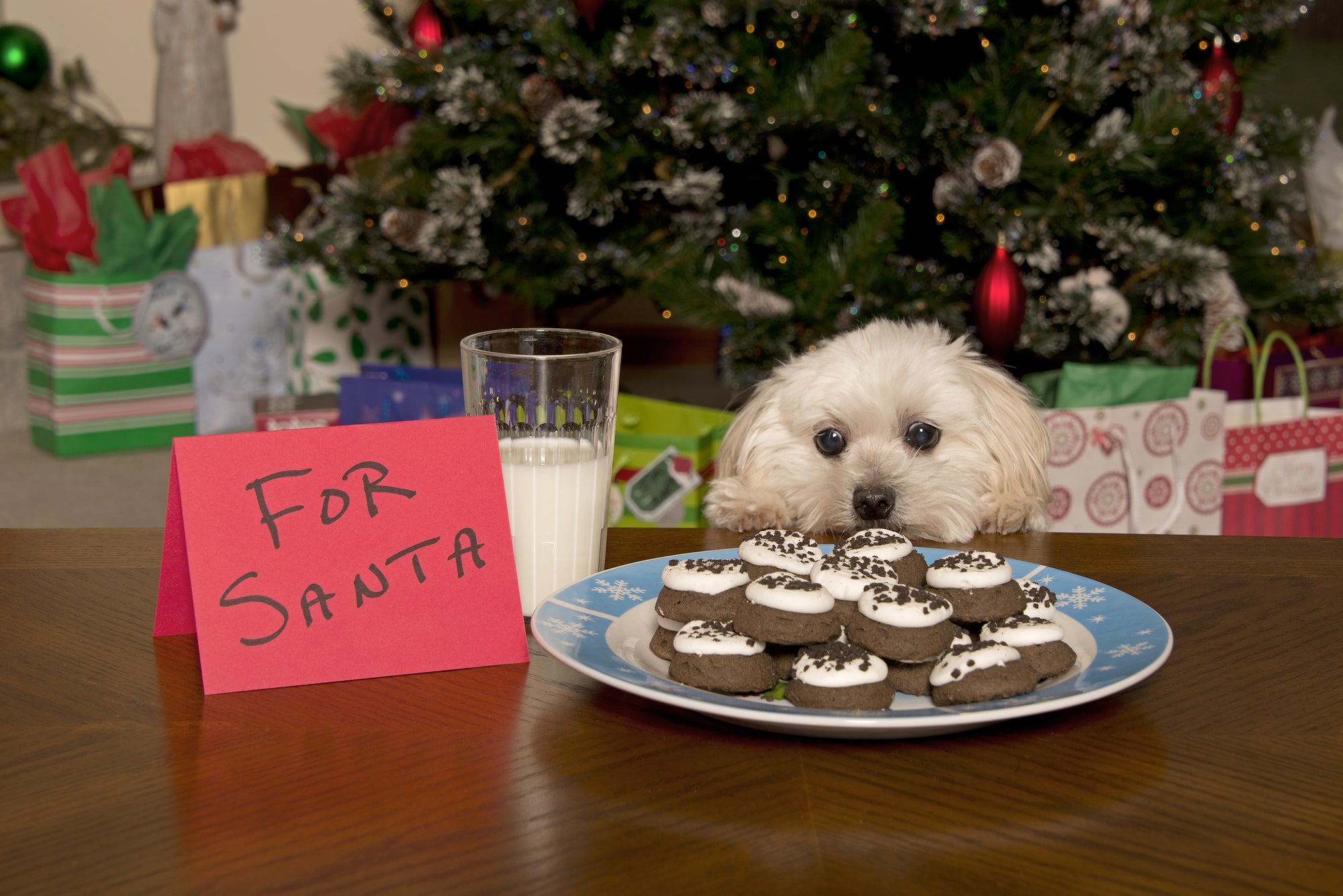 Top Foods for Your Pets to Avoid This Holiday Season