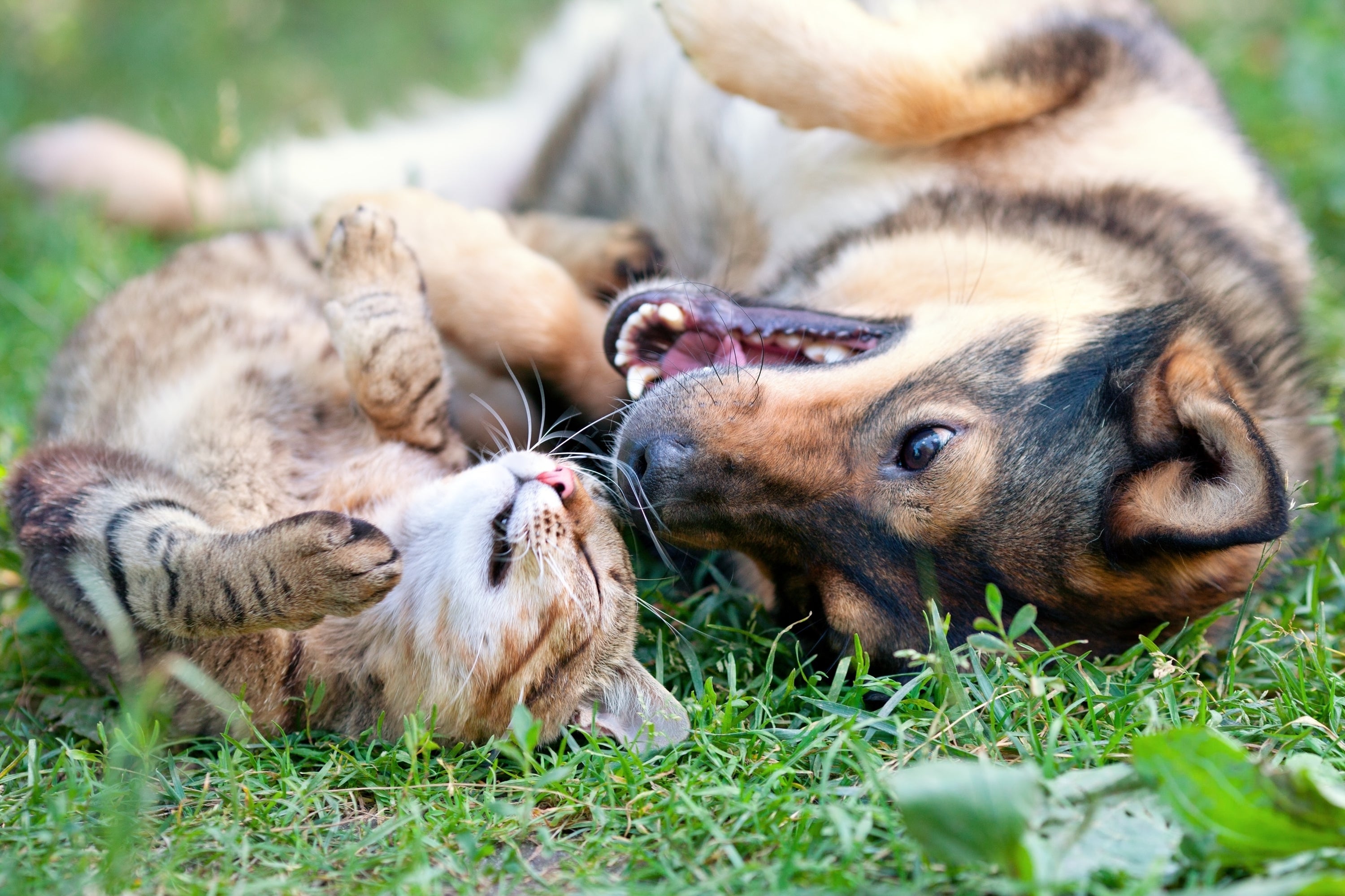 Spring Cleaning for Your Dog